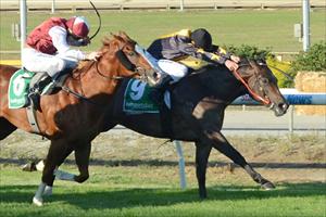 Lamingtons wins the first ever night race at Cranbourne in 2012