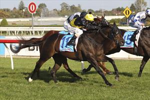 Tigerland wins at Caulfield - making it 5 from 6! Tigerland wins at Caulfield - making it 5 from 6!
